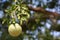 Aegle marmelos or indian bael fruit on the tree.