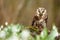 Aegolius funereus owl in snowdrops