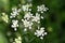 Aegopodium. The most well-known member is the Aegopodium podagraria, the ground elder also known as snow-on-the-mountain, Bishop`