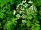 Aegopodium podagraria  beautifully blooming summer herb with a bee in bloom