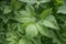 Aegopodium podagraria perennial herbaceous plant of the umbrella family