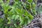 Aegopodium podagraria perennial herbaceous plant of the umbrella family