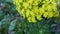 Aeonium arboreum houseleek tree yellow flower, California USA. Irish rose dark succulent inflorescence. Home gardening