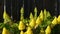 Aeonium arboreum houseleek tree yellow flower, California USA. Irish rose dark succulent inflorescence. Home gardening