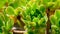 Aeonium arboreum rosettes, green Crassulaceae succulent plant