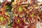 Aeonium arboreum, Tree aeonium, Tree houseleek, Irish rose