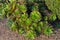 Aeonium arboreum tree houseleek, Irish rose succulent plant in