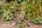 Aeonium canariense and echinopsis spachiana in succulent garden