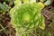 Aeonium canariense succulent plant closeup