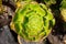 Aeonium canariense Verode cactus plant