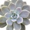 Aeonium diplocyclum plant, isolated