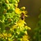 Aeonium flowers and bee