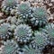 Aeonium Graptopetalum cactus top view