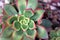 Aeonium Kiwi (Aeonium haworthii \'Kiwi\') with variegated rosette : (pix SShukla)