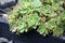 Aeonium Kiwi (Aeonium haworthii \'Kiwi\') with variegated rosette : (pix SShukla)