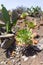 Aeonium plant. Focus on the foreground.