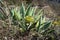 Aeonium plant. Focus on the foreground.