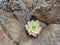 Aeonium plant growing in a  cleft in the rock
