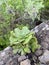 Aeonium plant growing on a rock