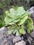 Aeonium plant growing on a rock