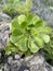 Aeonium plant growing on a rock