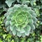 Aeonium plant surrounded by other plants