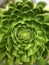 Aeonium Succulent