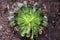 Aeonium succulent