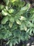 Aeonium succulents background