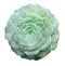 Aeonium tabuliforme - illustration of succulent rosette