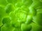 Aeonium tree, green leaves