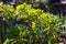 Aeonium \\\'Zwartkop\\\' is a branching shrub with magnificent,