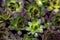 Aeoniums set flower green leaves pink purple yellow plant black background top view coleus stone rose