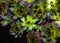Aeoniums set flower green leaves pink purple yellow plant black background top view coleus stone rose