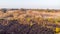 An aerail view of the Studland Nature Reserve with sand dune and peat bog  under a majestic hazy blue sky