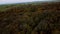 Aerial 4k drone view of autumnal tree top canopy in the United Kingdom