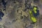 Aerial abstract image of water and algae patterns at Lagoa Branca caldera crater on the Azores island of Ilha das Flores