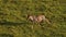 Aerial African Animal Wildlife Shot of Topi Running in Masai Mara in Africa, Kenya Hot Air Balloon R