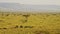 Aerial African Wildlife Shot of Birds and Animals in Masai Mara in Africa, Kenya Hot Air Balloon Rid