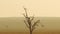 Aerial African Wildlife Shot of Dead Tree and Birds in Masai Mara in Africa, Kenya Hot Air Balloon R