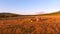 Aerial Agricultural Footage: Tractor collecting hay and making haystacks. Haymaking During Beautiful Golden Sunset. HD