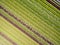 Aerial agricultural view of lettuce production field and greenhouse