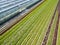 Aerial agricultural view of lettuce production field and greenhouse