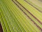 Aerial agricultural view of lettuce production field and greenhouse