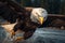 Aerial assault bald eagle strikes water predator with precision hunting