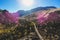 Aerial autumn fall view aerial drone view of Mono County, Inyo National Forest, with forest, mountains, road in summer day,