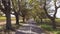 Aerial of an avenue of trees