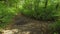 Aerial backward flight over path in wild park in september at sunset