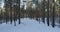 Aerial backwards flight in winter pine forest in sunset