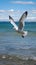 Aerial ballet Seagull glides over the expansive and serene sea